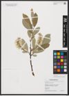 Foto von Salix glauca L.